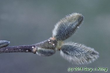 Magnolia stellata