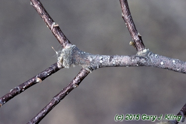 Magnolia stellata