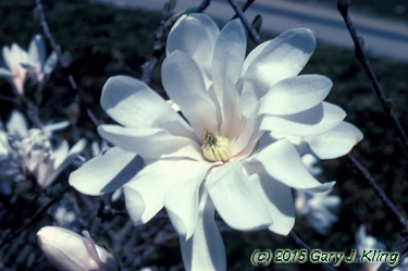Magnolia stellata