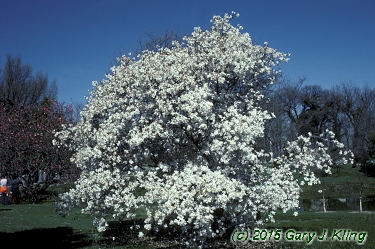 Magnolia stellata