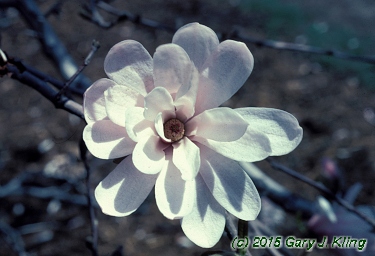 Magnolia stellata