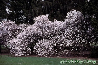 Magnolia stellata