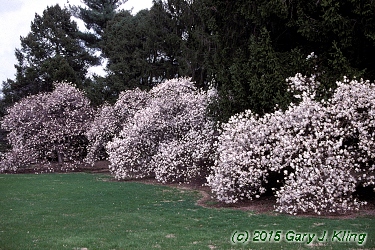 Magnolia stellata