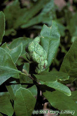 Magnolia stellata
