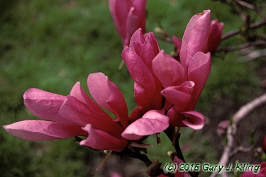 Magnolia 'Susan'