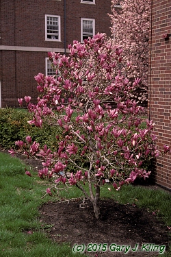 Magnolia 'Susan'