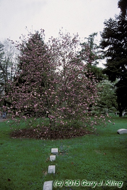 Magnolia 'Susan'