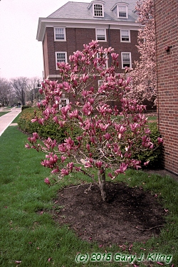Magnolia 'Susan'