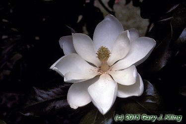 Magnolia grandiflora