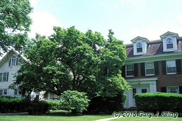 Magnolia x soulangiana