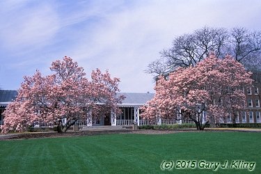 Magnolia x soulangiana