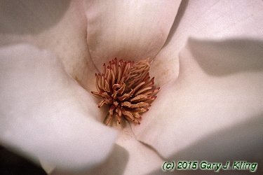 Magnolia x soulangiana