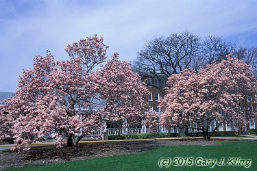 Magnolia x soulangiana