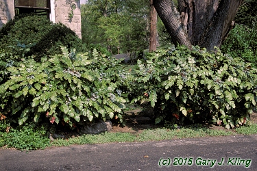 Mahonia bealei