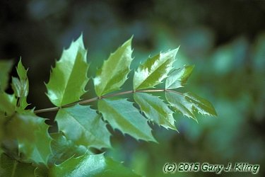 Mahonia aquifolium