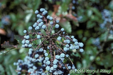 Mahonia aquifolium