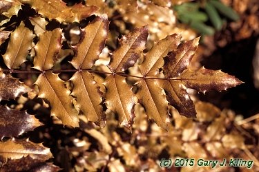 Mahonia aquifolium
