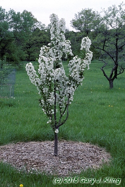Malus x 'Adirondak'