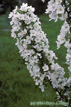 Malus x 'Adirondak'