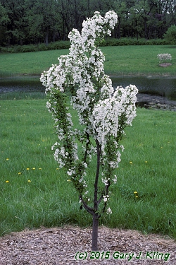 Malus x 'Adirondak'