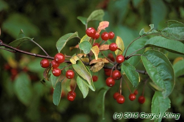 Malus x 'Amberina'