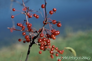 Malus x 'Amberina'