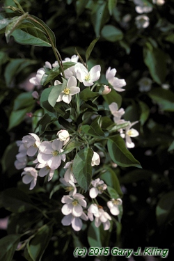 Malus baccata 'Jackii'