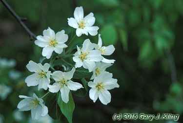 Malus baccata 'Jackii'