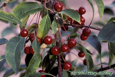 Malus baccata 'Jackii'