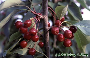 Malus baccata 'Jackii'