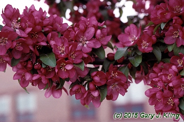 Malus x 'Centurion'