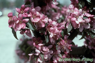 Malus x 'Centurion'