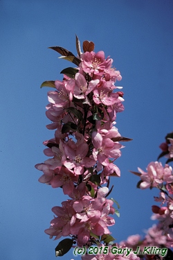 Malus x 'Centurion'