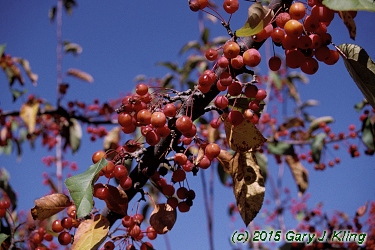 Malus x 'Centurion'