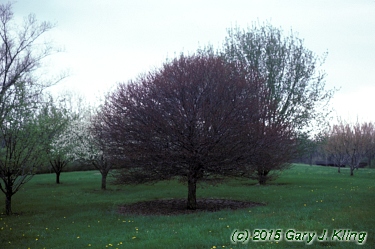Malus x 'Coralburst'