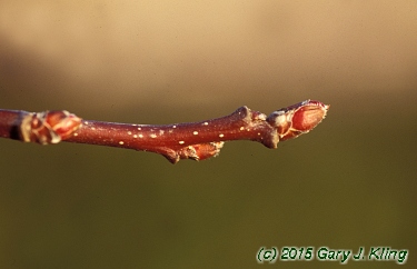 Malus x 'Coralburst'