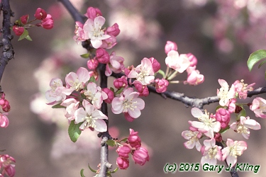 Malus x 'Coralburst'