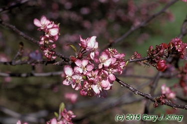 Malus x 'Coralburst'