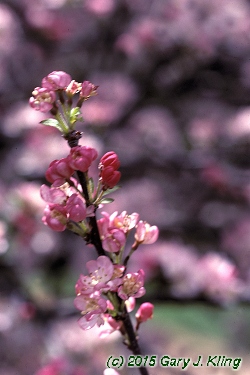 Malus x 'Coralburst'