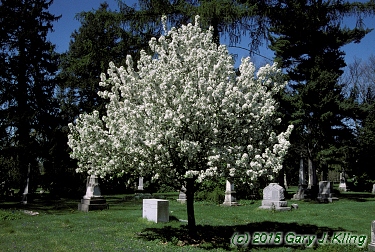 Malus x 'Donald Wyman'