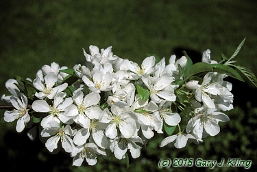 Malus x 'Donald Wyman'