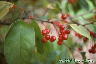 Malus x 'Donald Wyman'