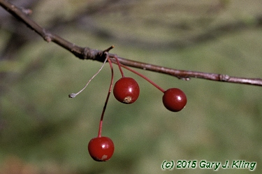 Malus x 'Donald Wyman'
