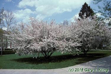Malus floribunda