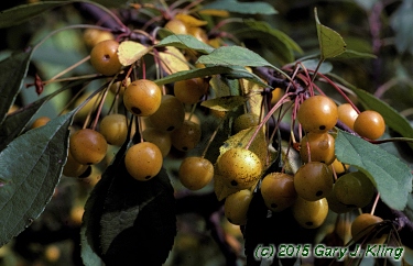 Malus floribunda