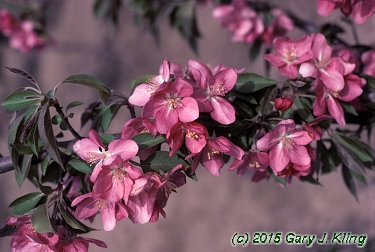 Malus x 'Hopa'