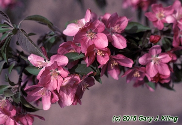 Malus x 'Hopa'