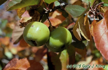 Malus ioensis