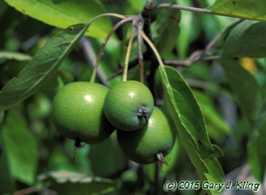 Malus ioensis