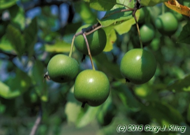 Malus ioensis
